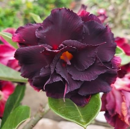 Black adenium Flower Seeds