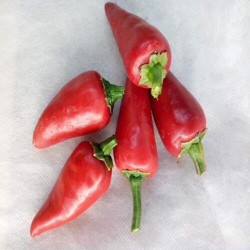 Red Pepperoncini vegetable seeds - Heirloom, Organic, Non Gmo Garden Seeds for kitchen garden planting