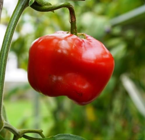 Red Rocoto vegetable seeds - Heirloom, Organic, Non Gmo Garden Seeds for kitchen garden planting