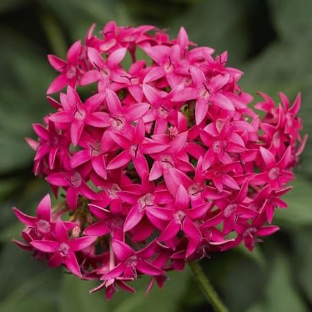 Pink Pentas Flower Seeds