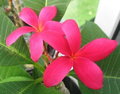 Pink Plumeria Flower Seeds
