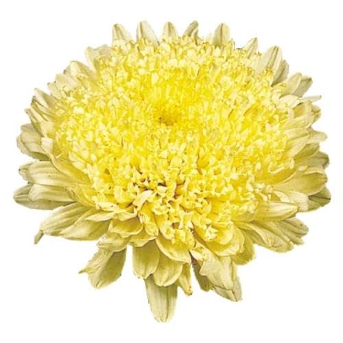 Yellow Aster Flower Seeds