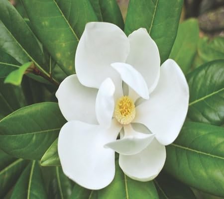 Magnolia Flower Seeds