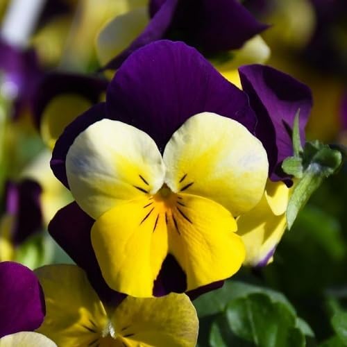 Yellow Purple Pansy Flower Seeds