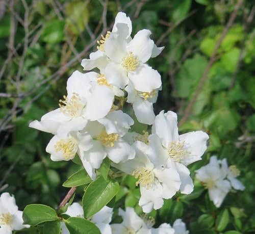 White Philadelphus Flowers Seeds