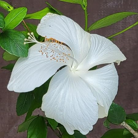 White Hibiscus Flower Seeds