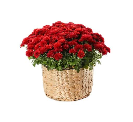 Red Chrysanthemum Flower Seeds