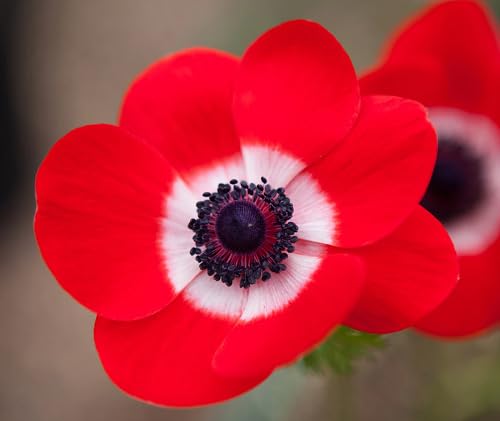 Red White Anemone Flower Seeds