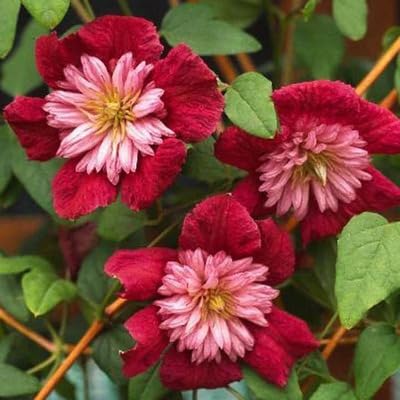 Clematis Flower Seeds