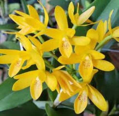 Yellow Aurantiaca Flower Seeds