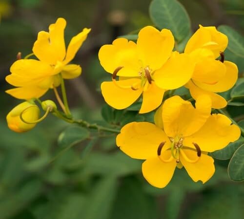 Yellow Senna Flower Seeds