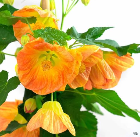 Orange Abutilon Flower Seeds
