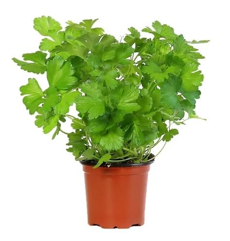Green Parsley Vegetables Seeds vegetable seeds - Heirloom, Organic, Non Gmo Garden Seeds for kitchen garden planting