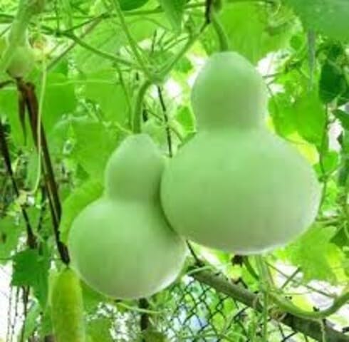 Calabash vegetable seeds for Home Gardening, Organic Raised Bed Garden Favorite Premium for kitchen garden planting