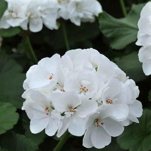 Pelargonium Perennial Flower Seeds