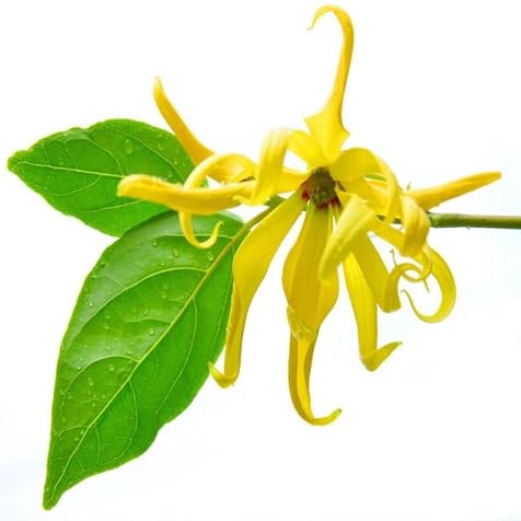 cananga Flower Seeds