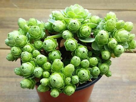 Green Greenovia Flower Seeds