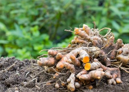 Turmeric Plant Seeds for Planting Heirloom Non-GMO High Germination Organic Garden Seeds Sustainable Gardening