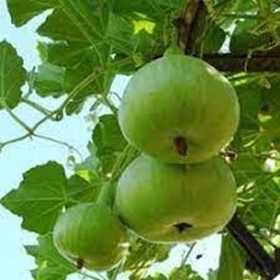 Tinda vegetable seeds - Heirloom, Organic, Non Gmo Garden Seeds for kitchen garden planting
