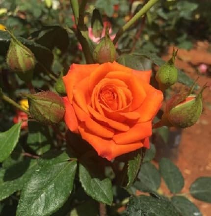 Rose Flower Seeds