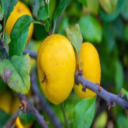 Yellow Quince Fruit Seeds Fruit Seeds for Fruit