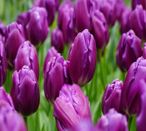 Violet Giant Tulip Flower Seeds