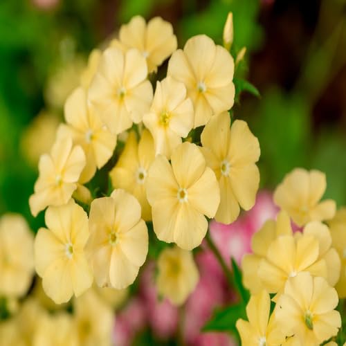 Yellow Phlox Flower Seeds