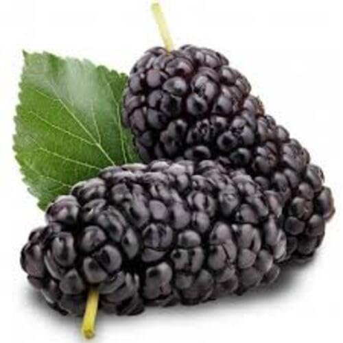 Mulberry Black fruit seeds for organic garden planting