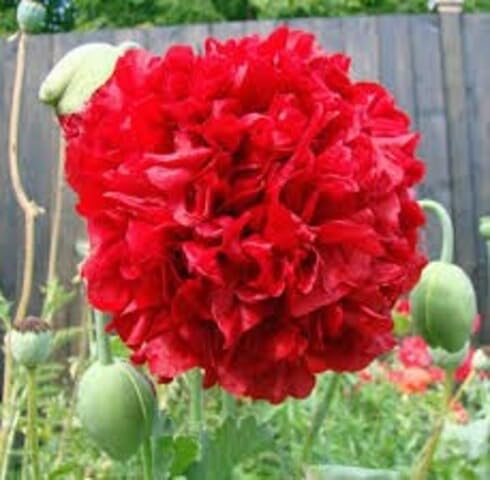 Red paeoniflorum Flower Seeds
