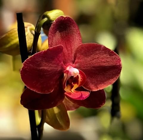 red phalaenopsis flower seeds