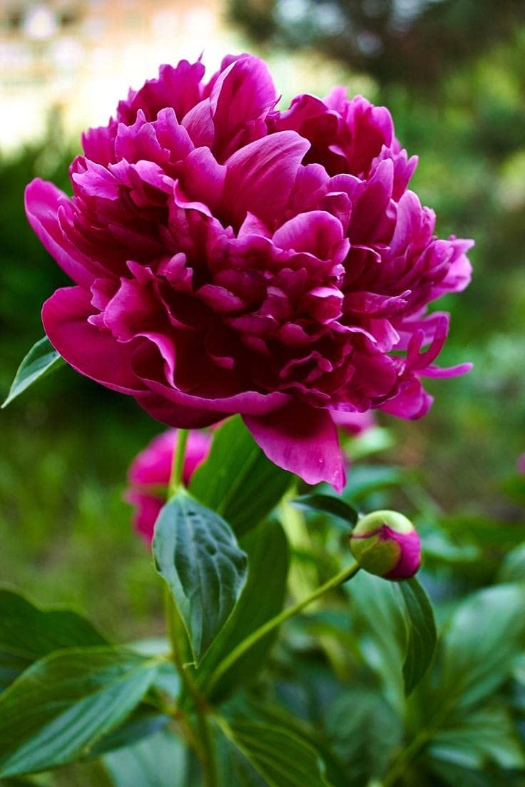 Purple Peony Flower Seeds