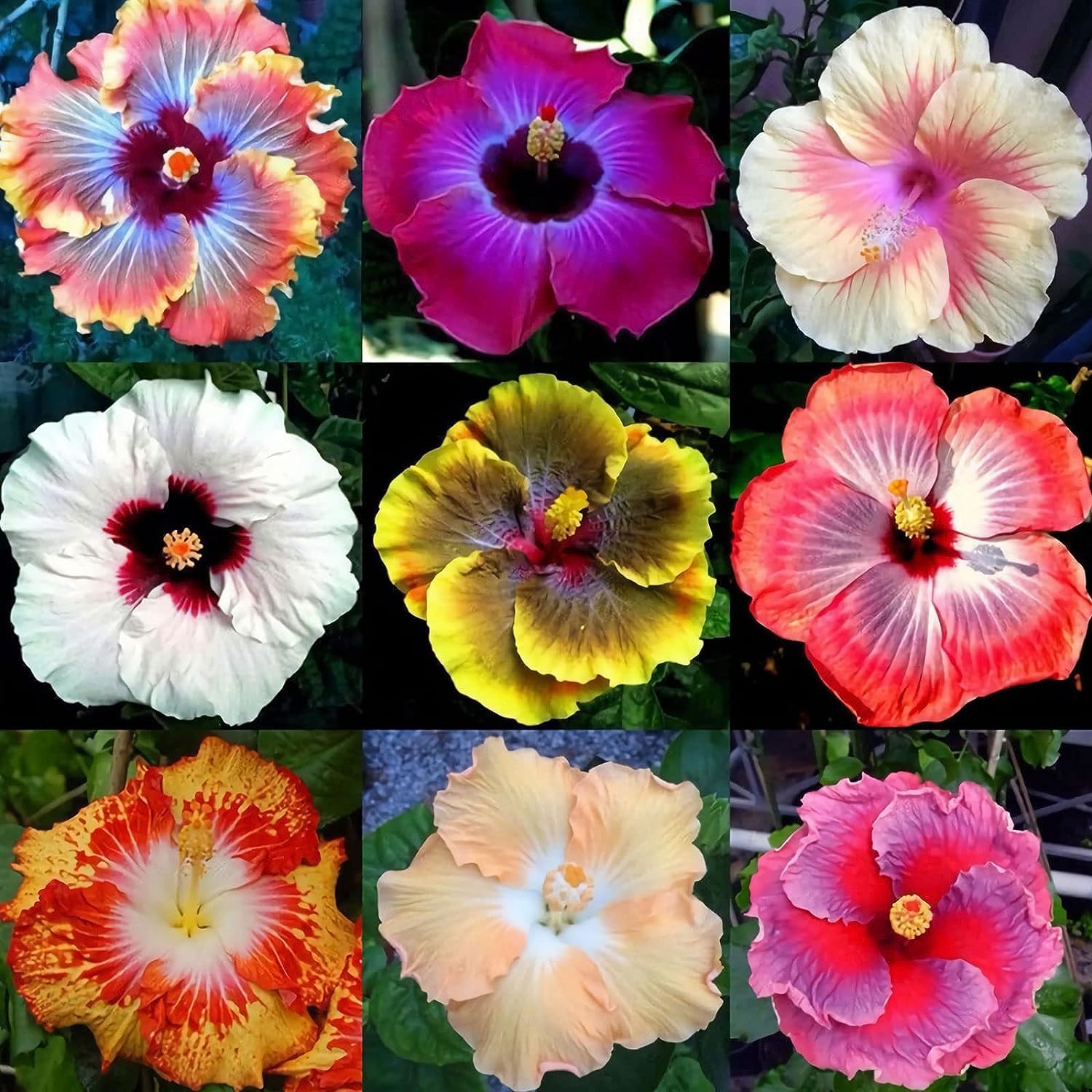 Pink Hibiscus Flower Seeds