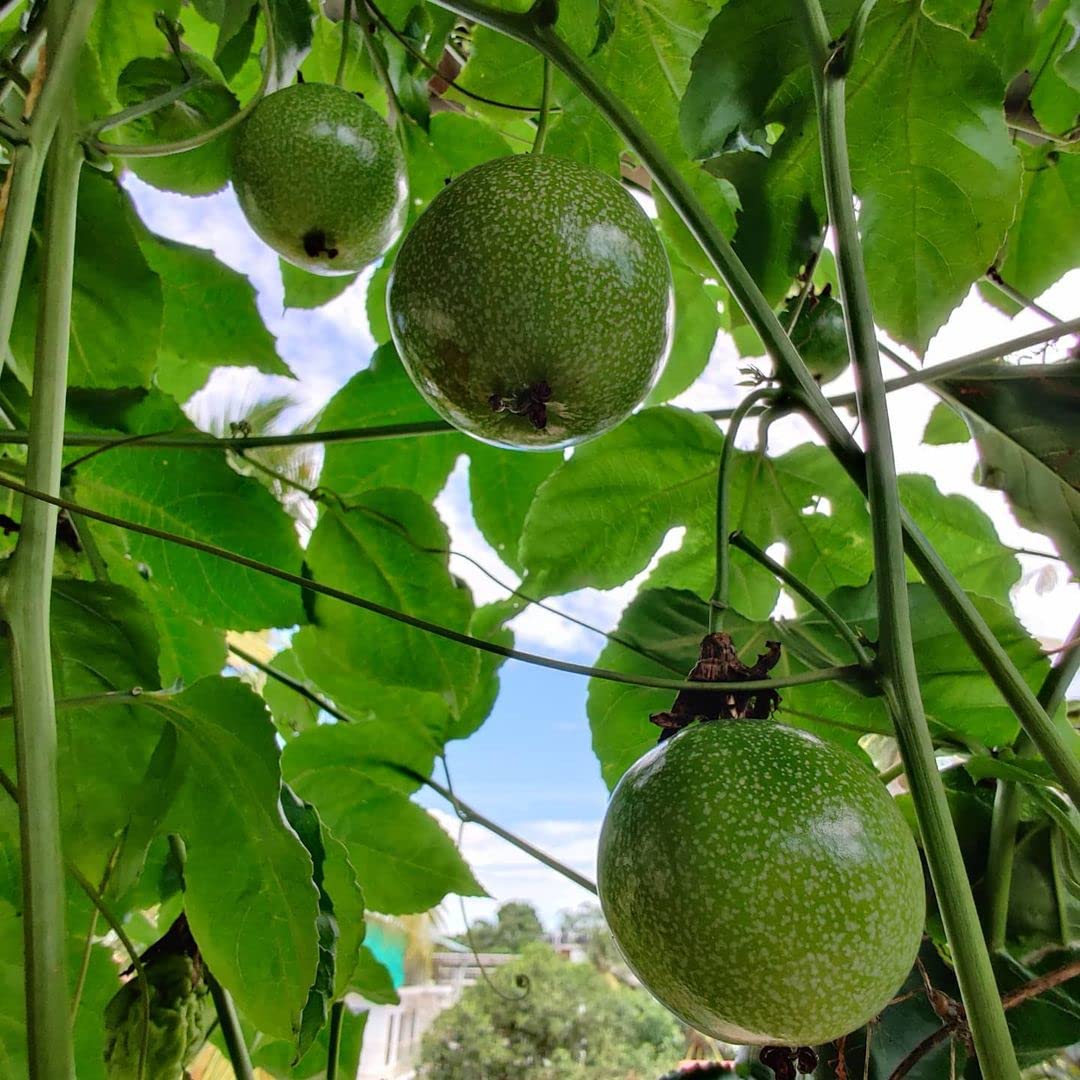 Passion Fruit Tangy And Exotic Tropical Fruits Fruit Seeds