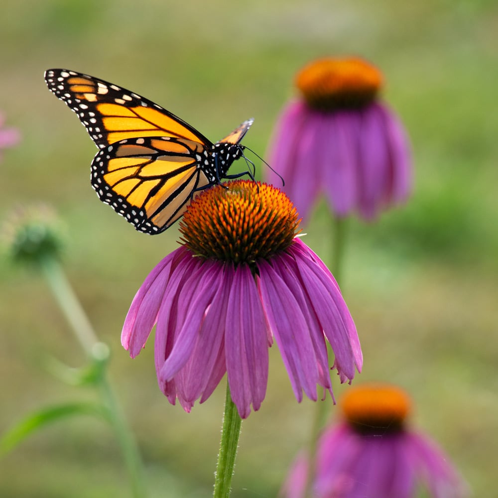Purple Echinacea Purpurea Coneflower Seeds – Heirloom, Non-GMO, High Germination Seeds