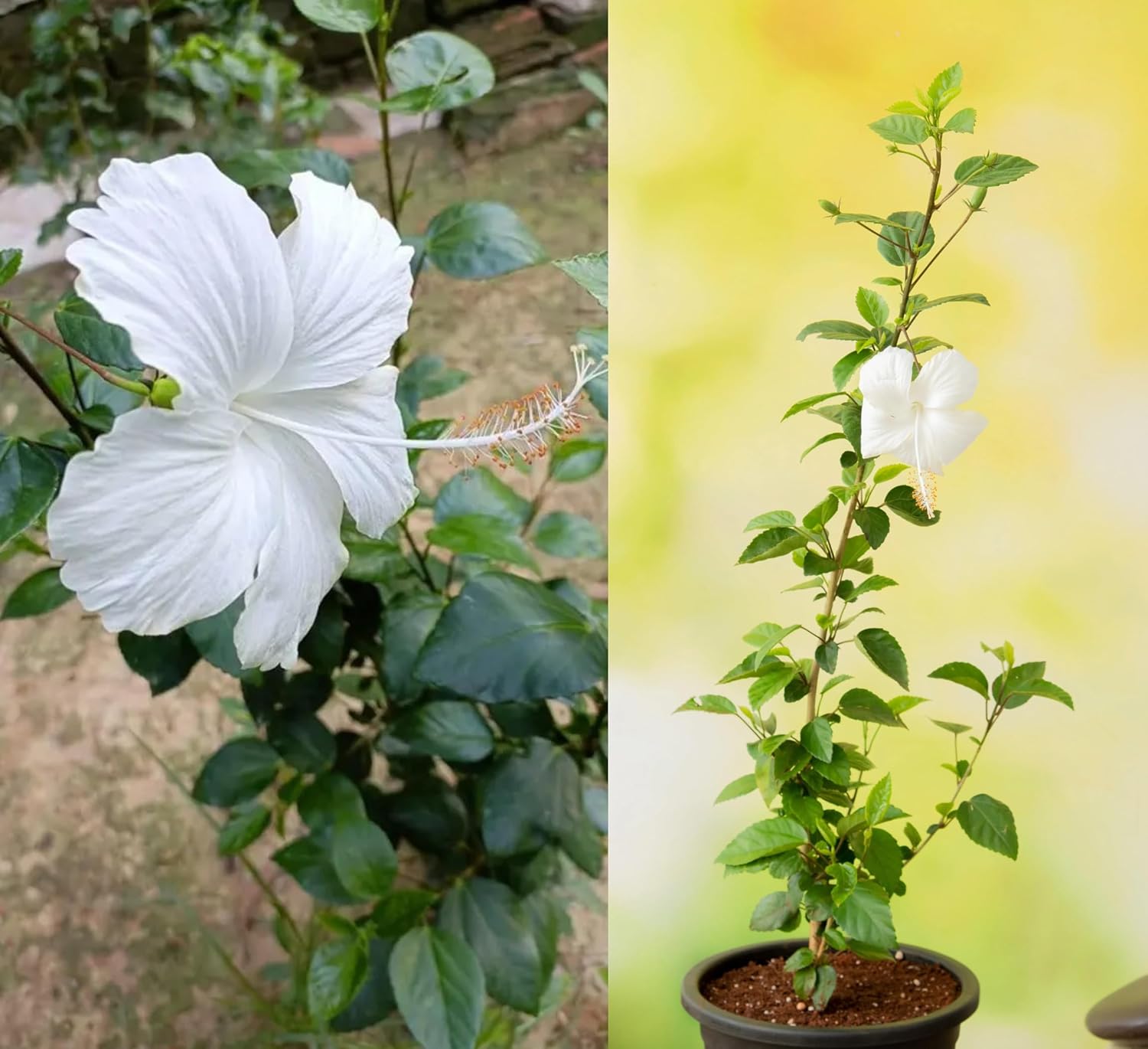 White Hibiscus Flower Seeds