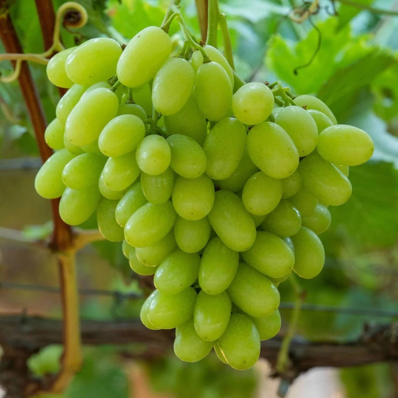 light green grape fruit for planting Fruit Seeds