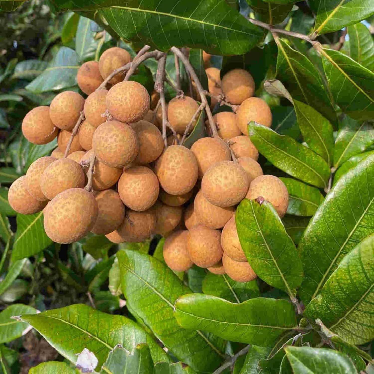 dragons eye fruit for planting exotic Fruit Seeds