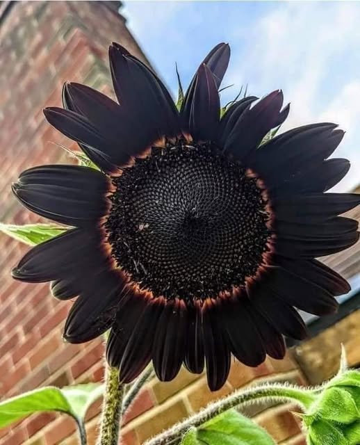 Black Tulip Flower Seeds - Heirloom Non GMO Premium Garden Seeds for Planting