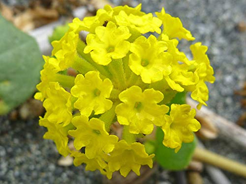 Yellow Lantana Flower Seeds