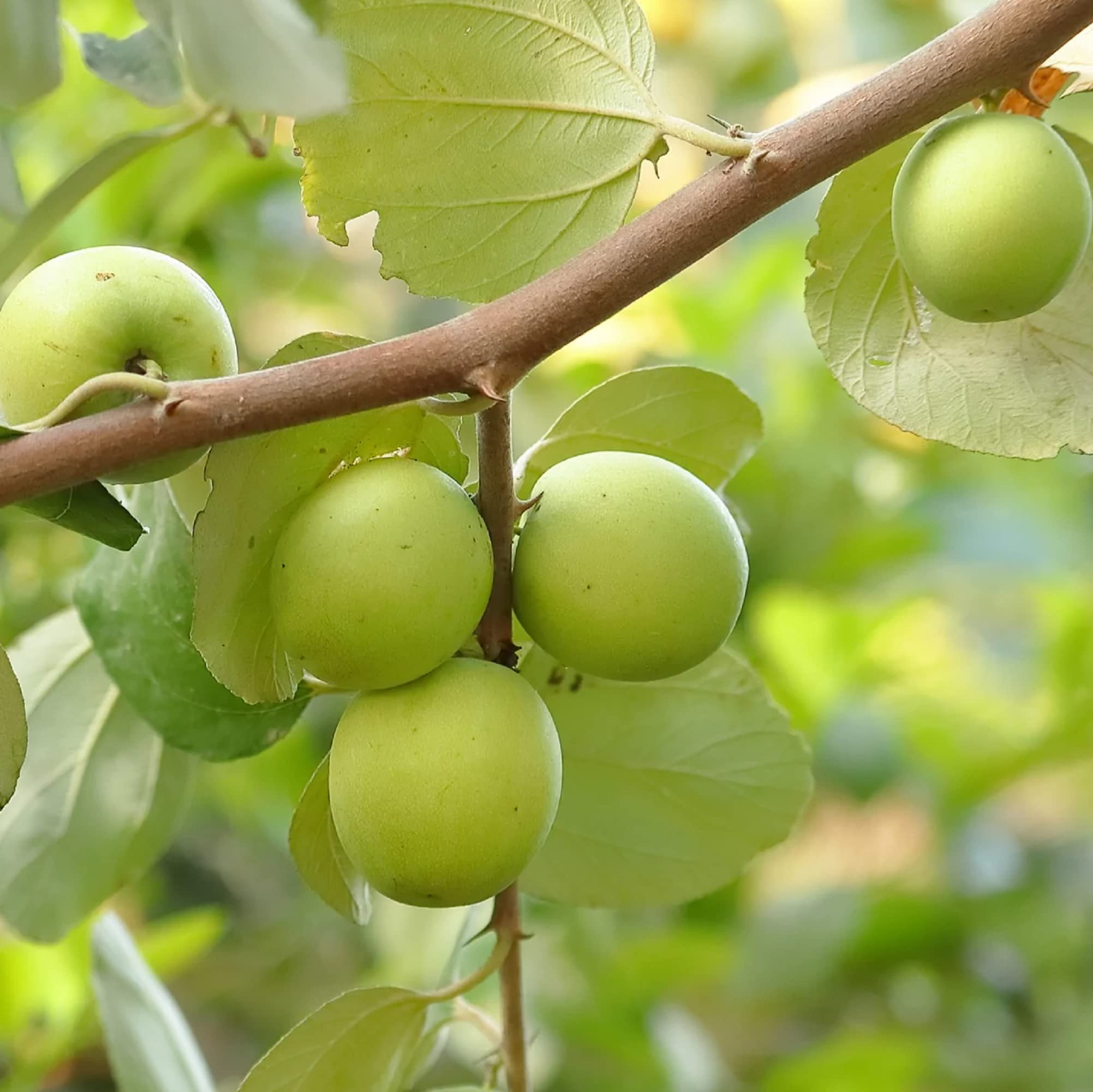 giant sweet jujube fruit for planting Fruit Seeds