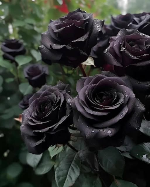 Black Rose Mogra Seeds