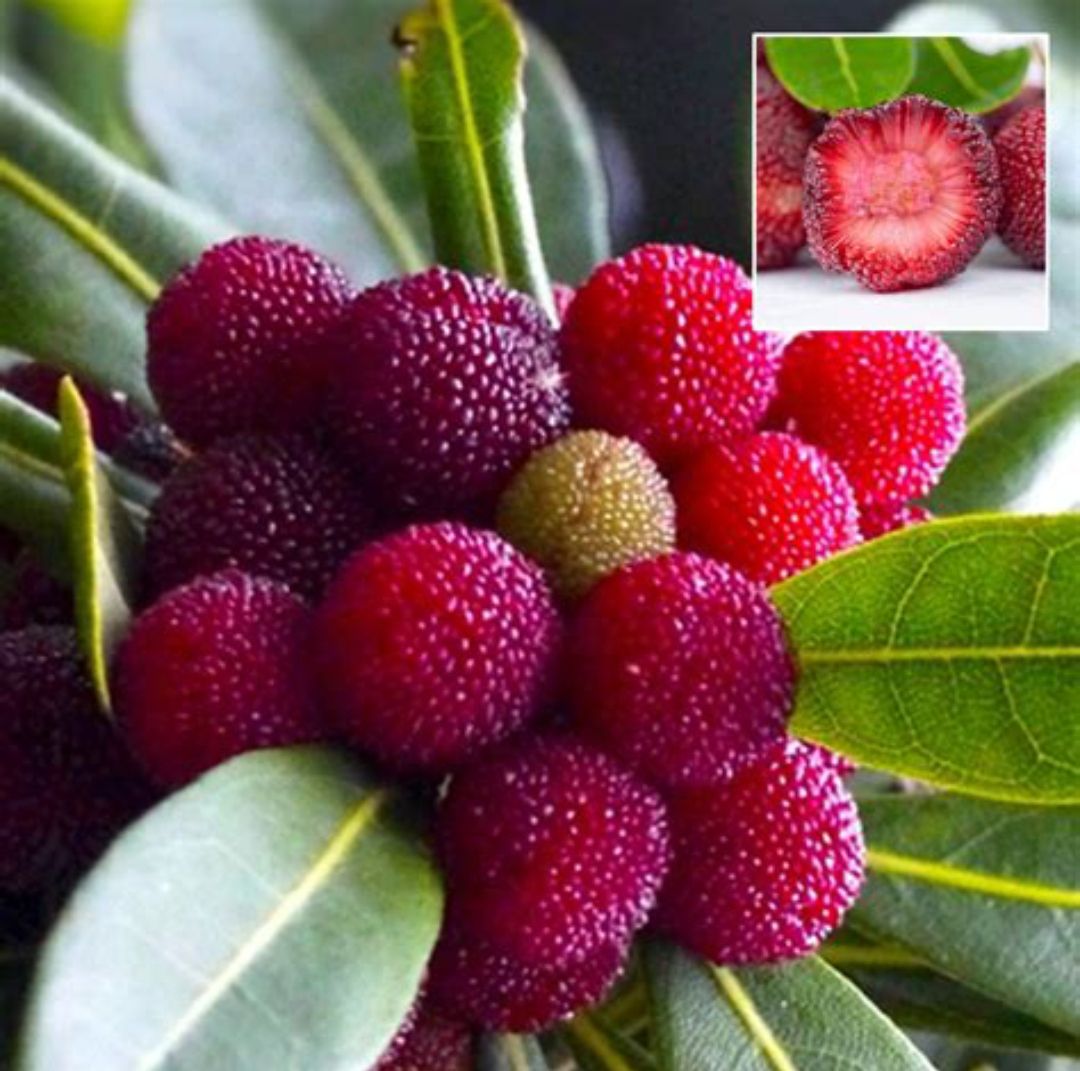 red myrica rubra fruit for gardening premium and high quality planting Fruit seeds