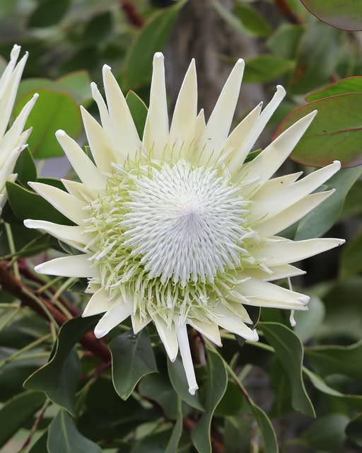White Protea Flower Seeds - Heirloom Non GMO High Germination Flower Seeds for Home Garden Planting