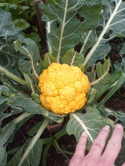 Broccoli Vegetable Seeds Yellow Vegetable Seeds for Home Gardening, Fresh Seasonal Vegetable Heirloom, Non-GMO for Home Garden Planting