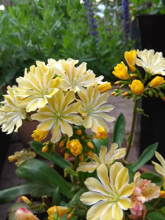 Yellow Lewisia for Colorful Flower Seeds - Heirloom Non GMO Organic Seeds for Planting Home Garden