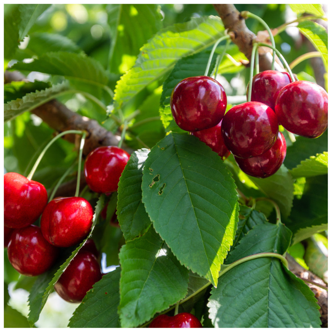 Miniature Cherry Tree Perfect Decorative Fruit Seeds