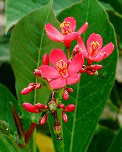 Pink Jatropha Flower Seeds