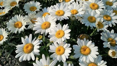 Daisy Flower Seeds - Heirloom Non GMO High Germination Premium Garden Seeds for Planting