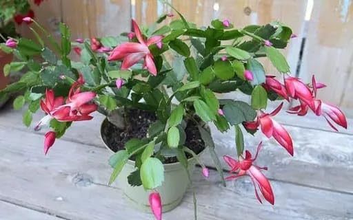 Pink Light Echinopsis Flower Seeds