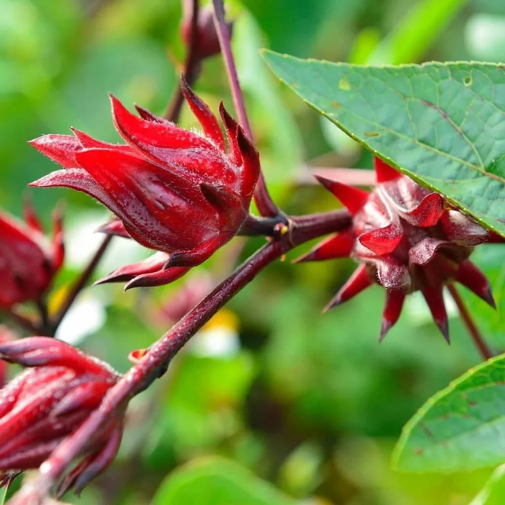 Roselle Hibiscus Fruit Tart And Beverages Fruit Seeds
